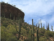 Cacti at Tonto National Monument